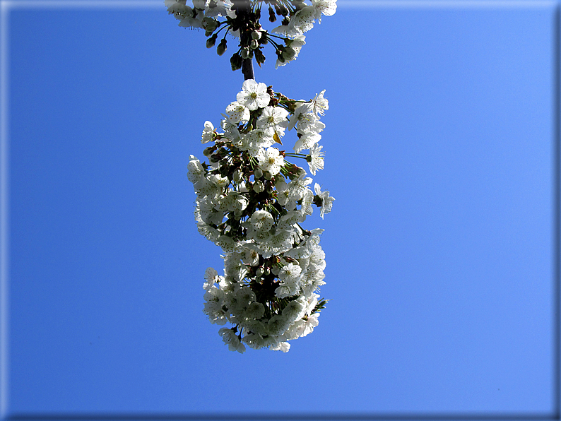 foto Ciliegi in fiore tra i Colli Asolani